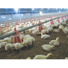 Broiler Automatic Poultry Equipments with Ce